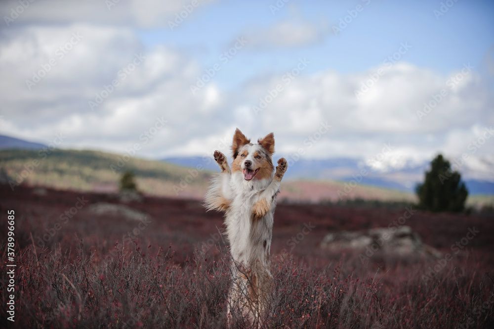 border collie dog in the mountains border collie dog in the mountains