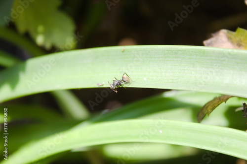 Ant hidden in the vegetation of a garden © Jos