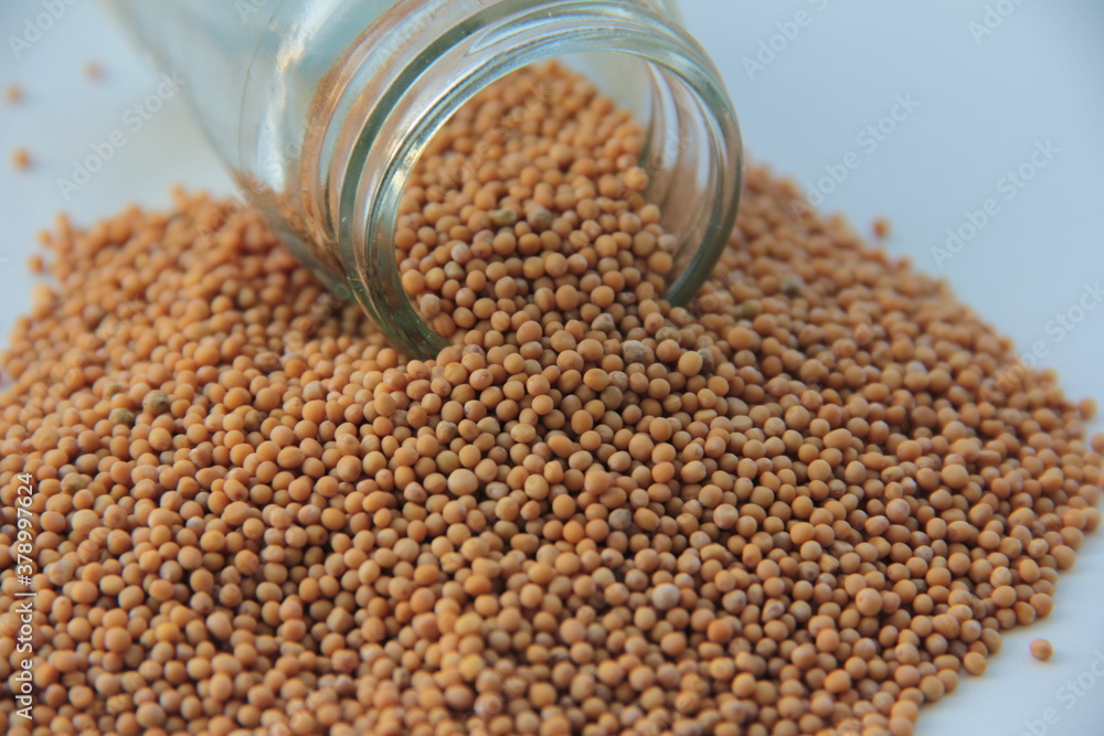 fresh and organic mustard seed seasoning fresh and organic mustard seed seasoning