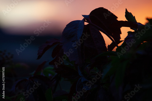 Autumn leaves of decorative vine red violet in twilght close up photo