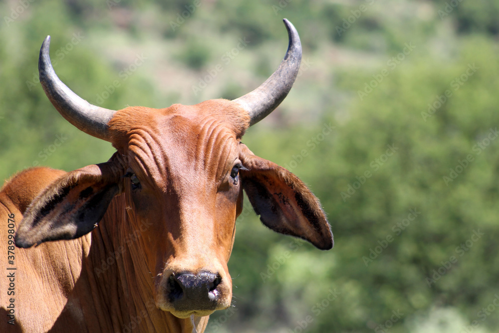 Africander cattle (also known as Afrikaner), were developed from the native Khoi-Khoi cattle of the Cape of Good Hope which are thought to have arisen from the longhorned Zebu and the Egyptian longhor Africander cattle (also known as Afrikaner), were developed from the native Khoi-Khoi cattle of the Cape of Good Hope which are thought to have arisen from the longhorned Zebu and the Egyptian longhor