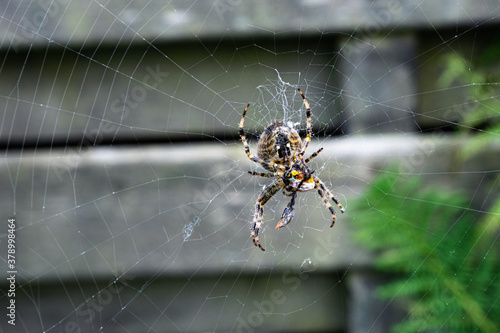 Large spider in a web that has encapsulated its prey and is about to eat it