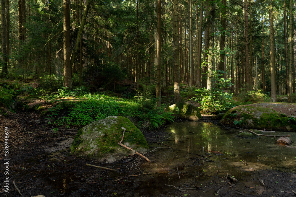 Obraz premium stream in the woods