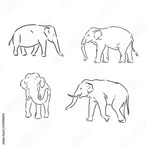 Vector illustration. Hand drawn realistic sketch of an elephant. elephant vector sketch illustration