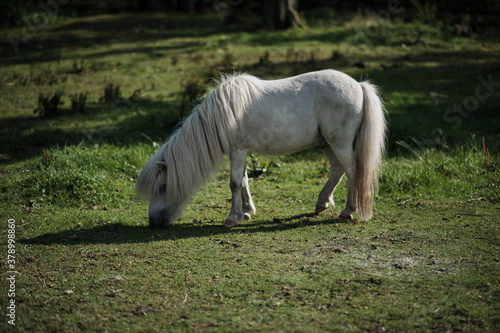 Closeup of an adorable white pony eating grass in a field