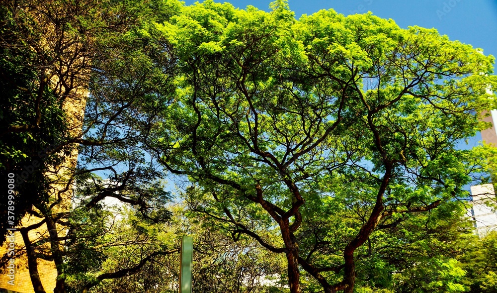 Fototapeta premium tree in the park