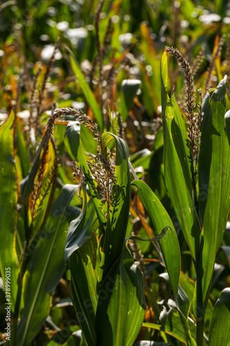 Corn field at Benbow Pond, Midhurst, West Sussex photo