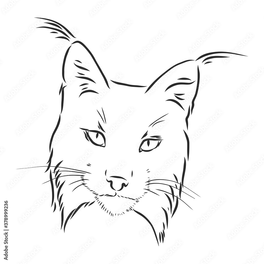 Hand drawn sketch style portrait of lynx isolated on white background. Vector illustration. lynx vector sketch illustration Hand drawn sketch style portrait of lynx isolated on white background. Vector illustration. lynx vector sketch illustration