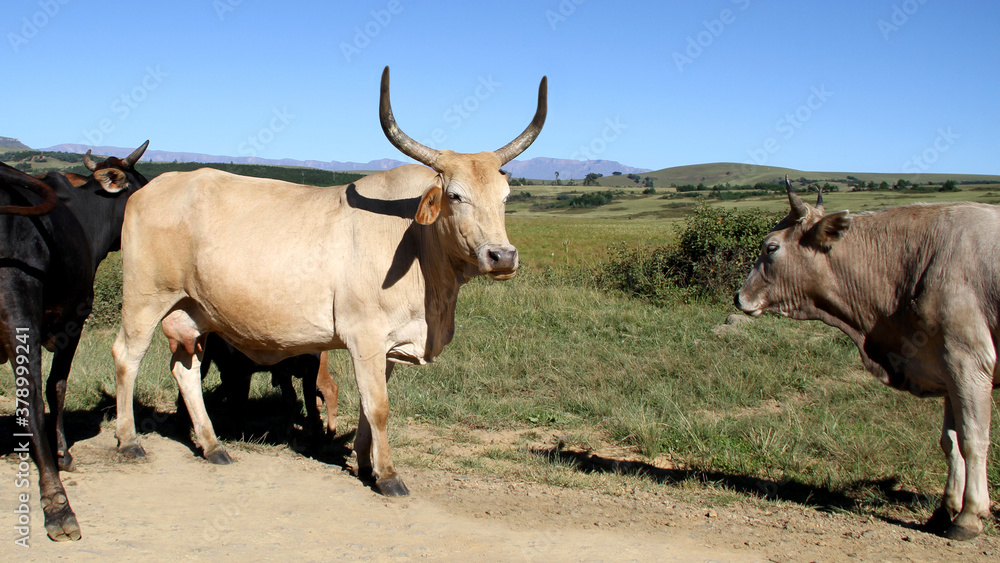 Colored landscape photo of a Tuli bull with long horns, other cattle near QwaQwa, Eastern Free State, SouthAfrica. Blue sky. Wall-Art Colored landscape photo of a Tuli bull with long horns, other cattle near QwaQwa, Eastern Free State, SouthAfrica. Blue sky. Wall-Art