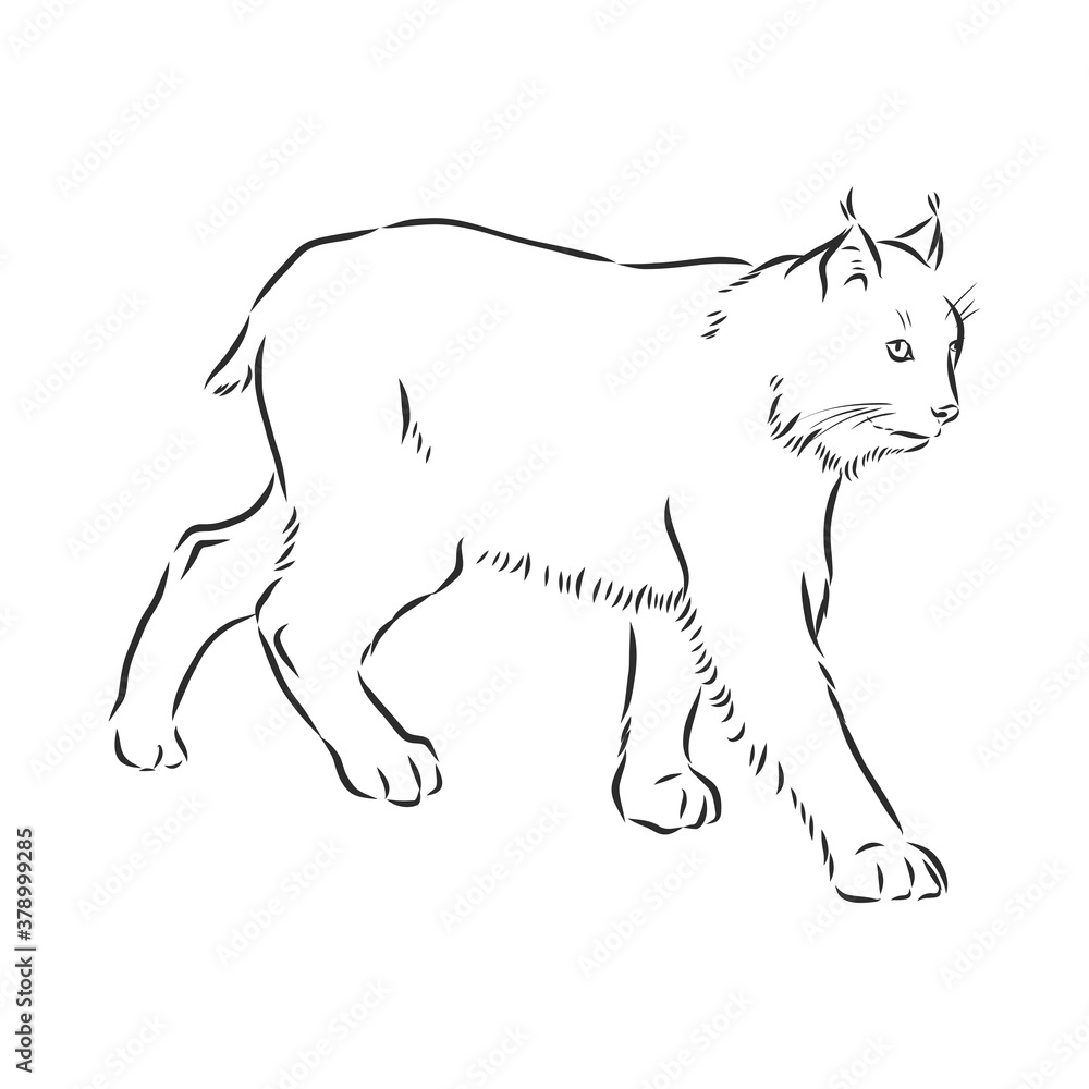 Hand drawn sketch style portrait of lynx isolated on white background ...