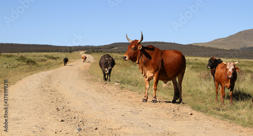 Colored landscape photo of a Tuli bull with long horns, other cattle near QwaQwa, Eastern Free State, SouthAfrica. Blue sky. Wall-Art