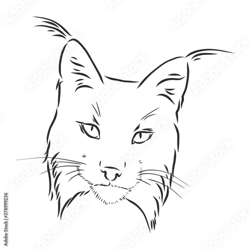 Hand drawn sketch style portrait of lynx isolated on white background. Vector illustration. lynx vector sketch illustration