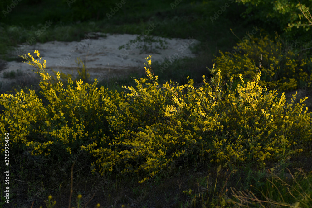 Flowering branches (Chamaecytisus ruthenicus) on natural background. Russian Broom. Yellow flowers of Chamaecytisus ruthenicus bushes in the steppe beam in Russia in spring.