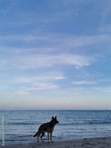 El mar y un perro © Yudy
