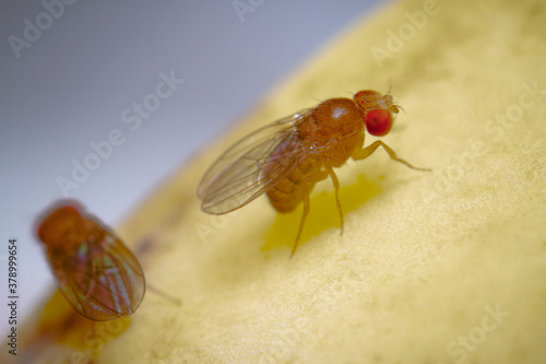 Super macro shot tiny fruit flies on the top of a banana skin