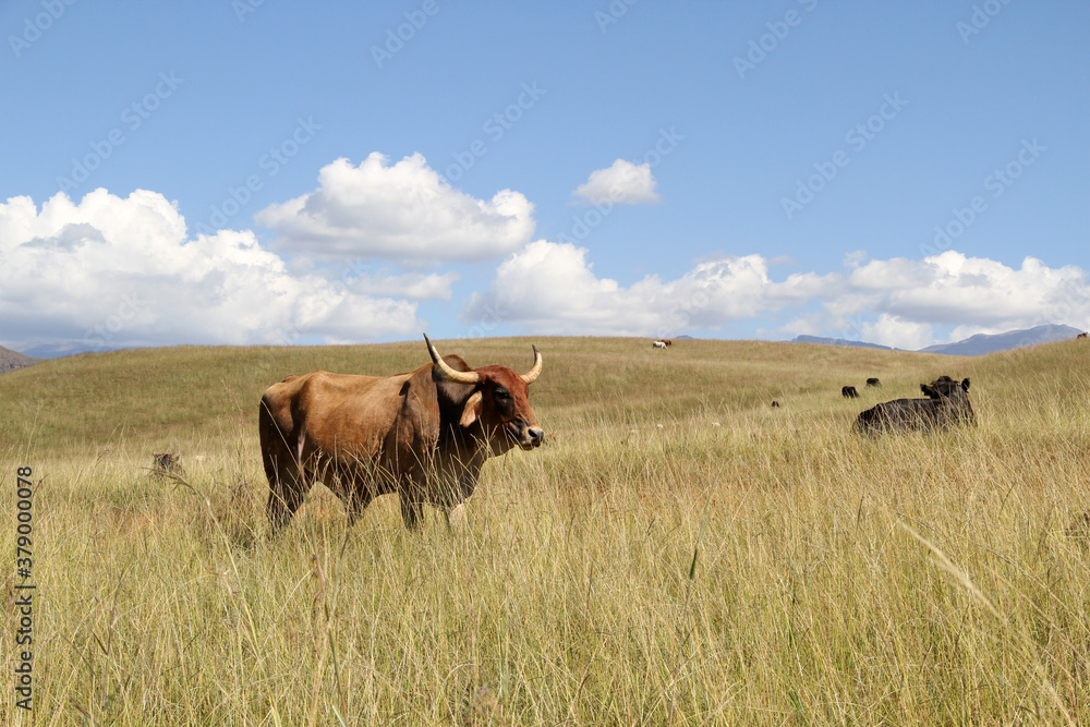 Color landscape photo of a Afrikaner bull gracing in a green field. Blue sky and white clouds. The Afrikaner is a breed of domestic beef cattle native to South Africa. 