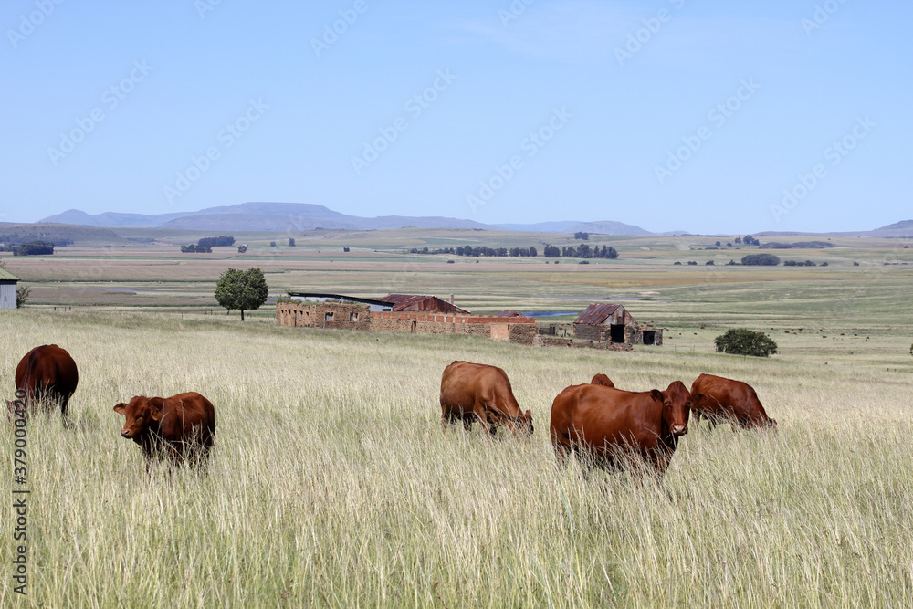 Afrikaner cows graze among the grass. East Free State, South Africa. , Noordwes, South Africa.