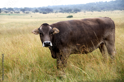 Cow in the rain. Jersey is a British breed of small dairy cattle from Jersey, in the British Channel Islands. It is one of three Channel Island cattle breeds, the others being the Alderney 