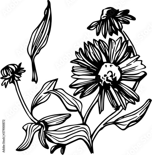 vector black and white graphics of a bouquet of medicinal herbs and flowers