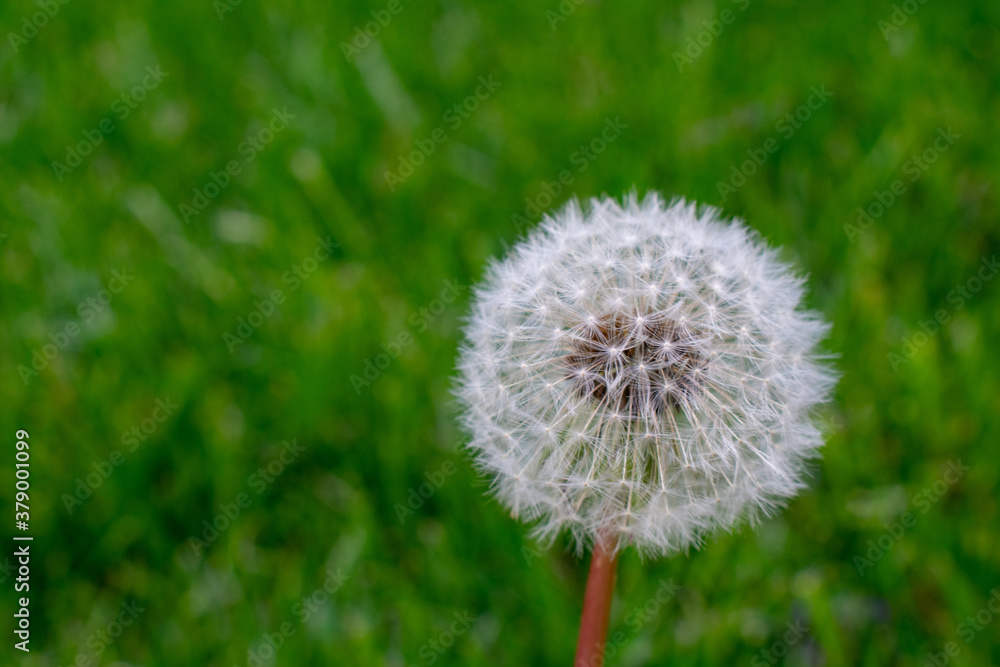 A White Dandelion on a Green Grass Background A White Dandelion on a Green Grass Background