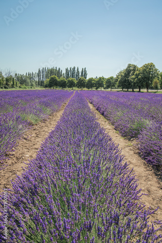Provence Drome Grignan lavender rows field