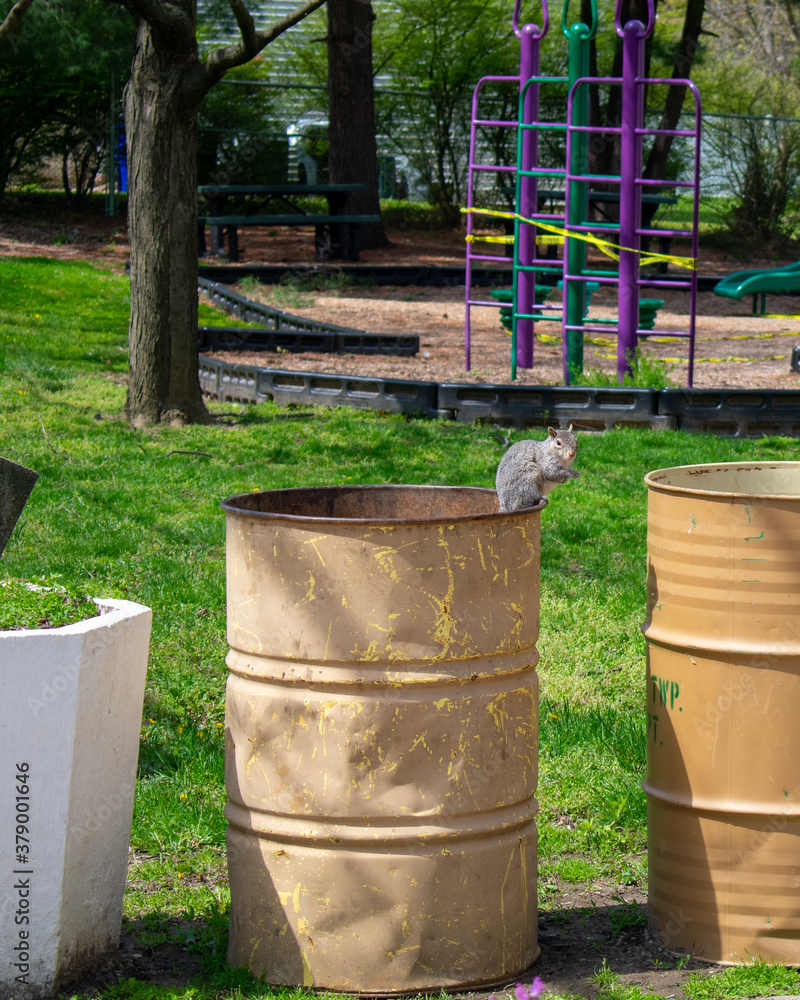 Obraz premium A Squirrel Sitting on a Metal Trash Can at a Park