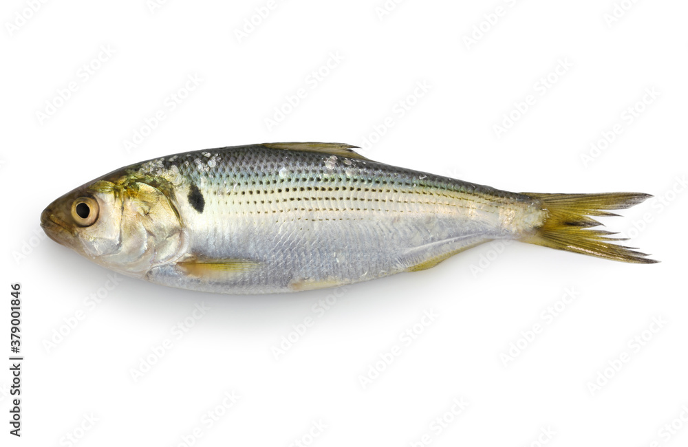 dotted gizzard shad isolated on white background dotted gizzard shad isolated on white background