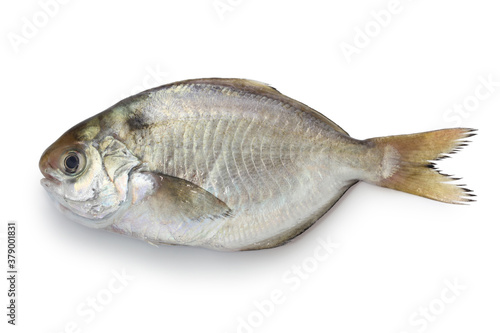japanese butterfish isolated on white background