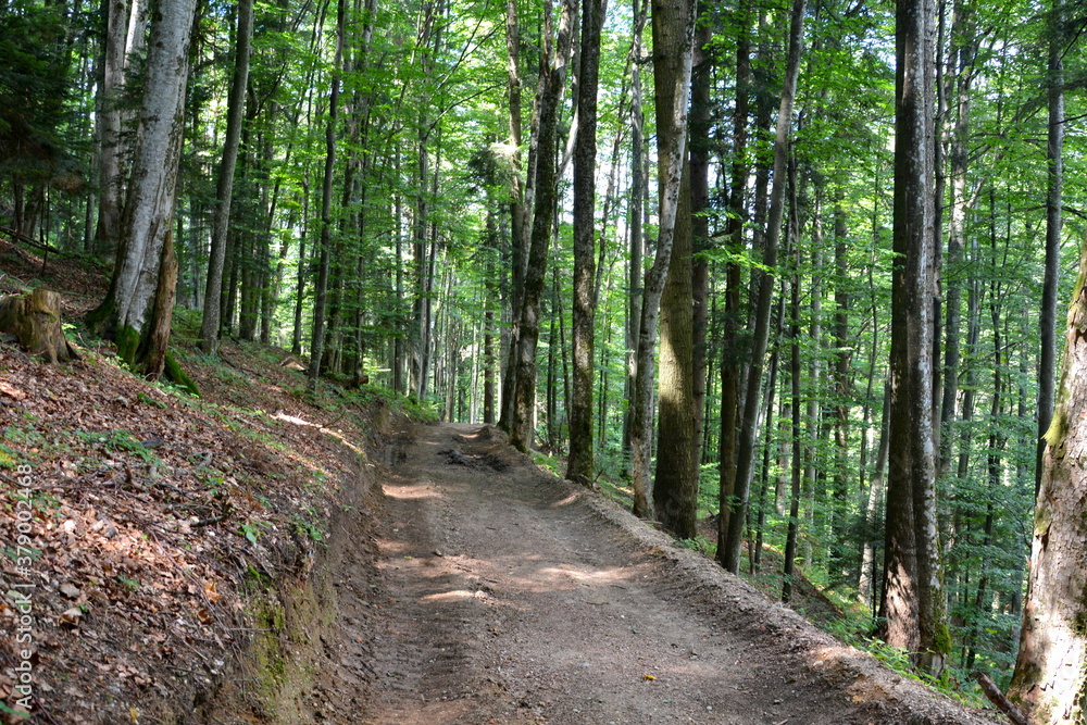 Fototapeta premium Typical landscape in the forests of Transylvania, Romania. Green landscape in the midsummer, in a sunny day