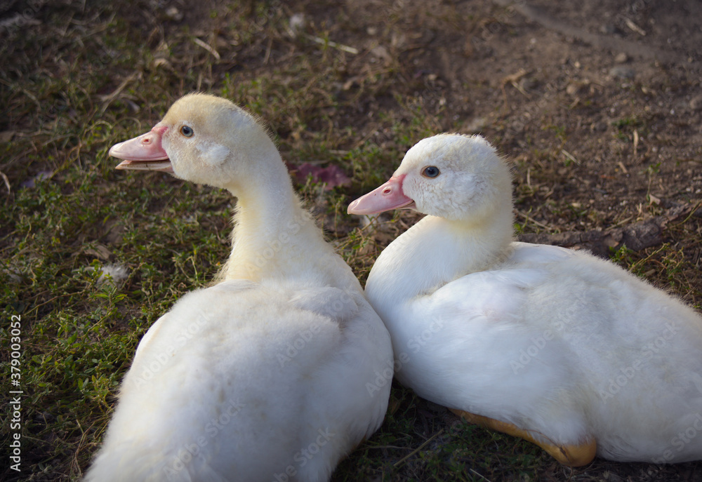 ducks baby farm birds white feathers fowl ducks baby farm birds white feathers fowl