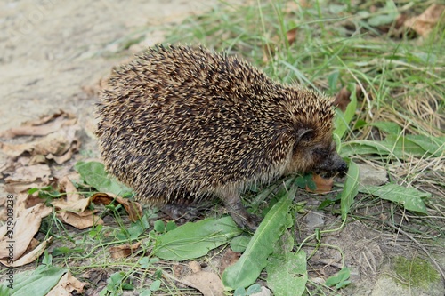 hedgehog in the grass
