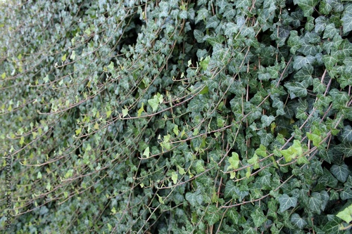 green moss on the wall