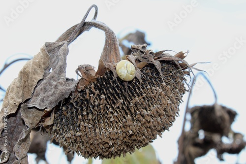 dry sunflower with snail