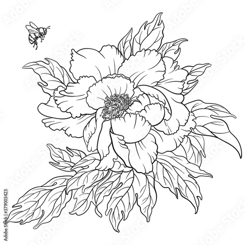Hand drawn vector of peony flower and bumblebee isolated on white background for coloring page. Black and white  stock illustration of plant for coloring book.