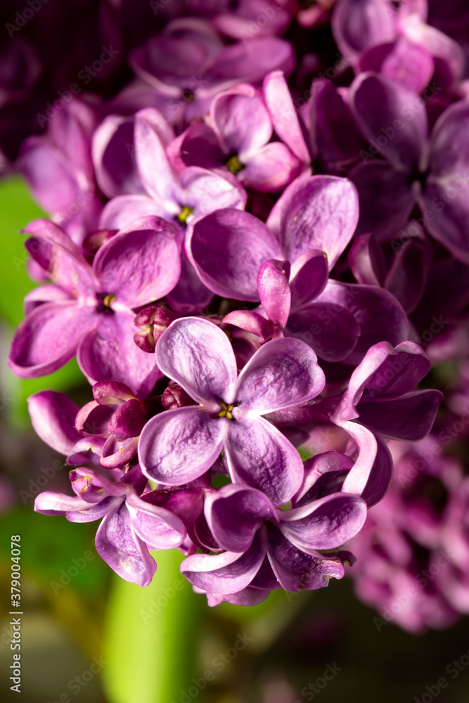 lilac bouquet on a black background. banner. place for text. copy space. lilac bouquet on a black background. banner. place for text. copy space.