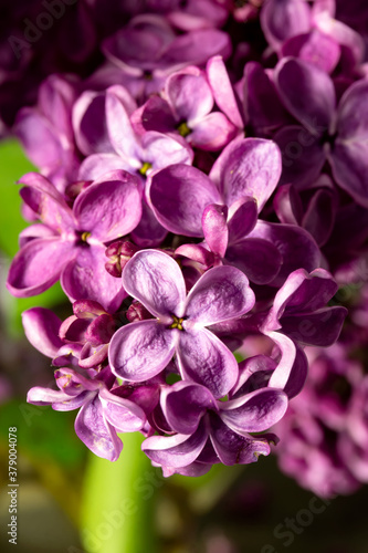 lilac bouquet on a black background. banner. place for text. copy space. © tatsiana502