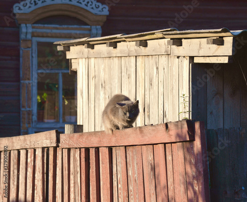 Gray cat on old wooden fence next to window of wooden house