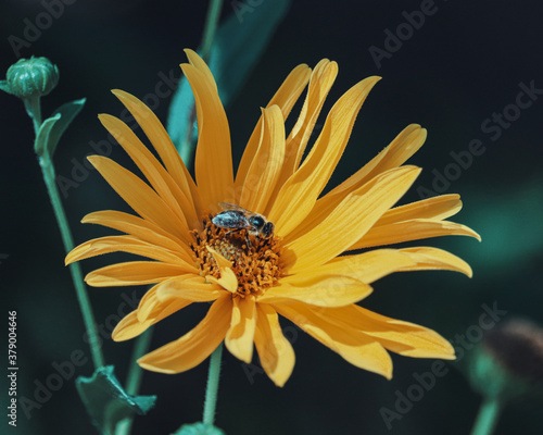 A photo of a bee taken from 55 meters away  in a natural park.