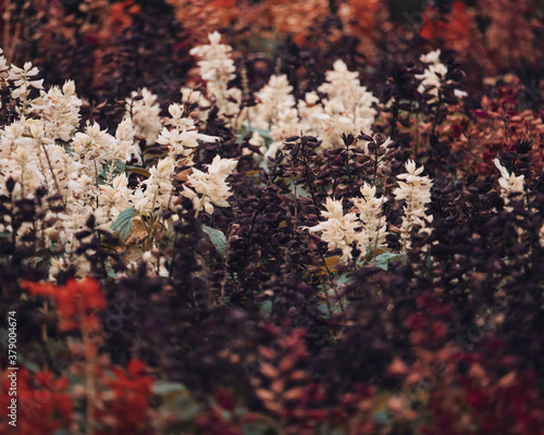 A flower power shoot in a park.
