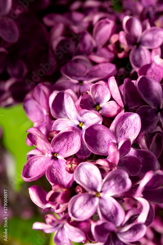 Happy mother day. lilac bouquet on a black background. banner. place for text. copy space. © tatsiana502