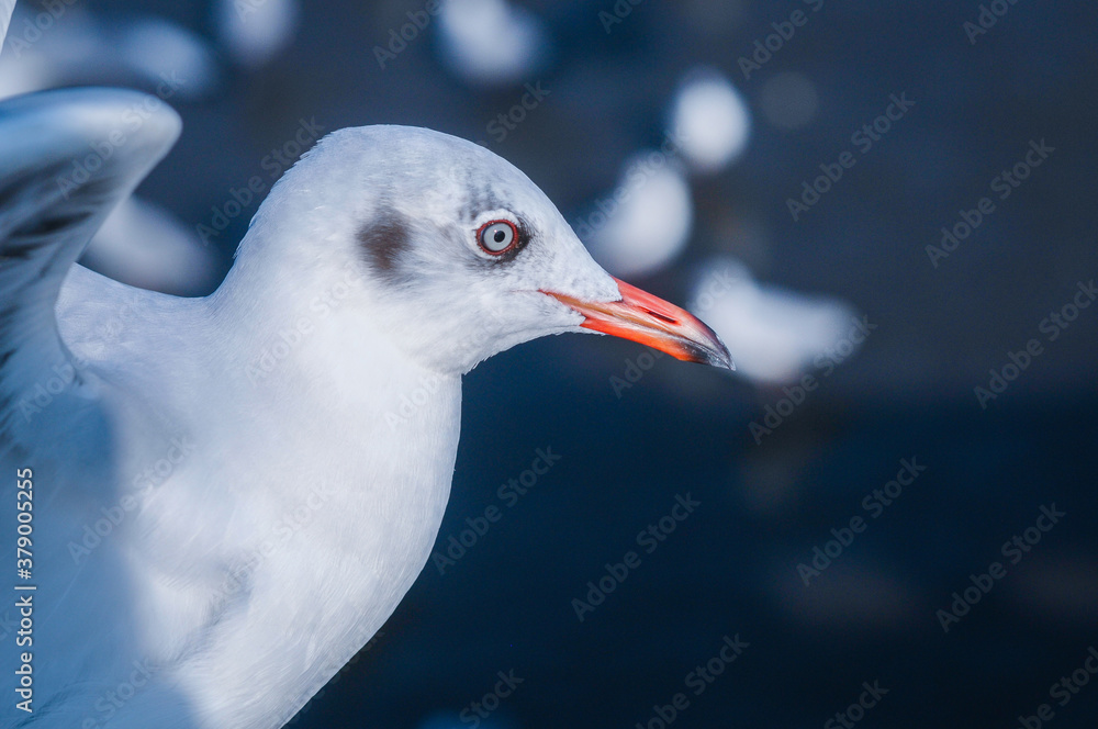 Seagull stand to rest in sea. Selective focus Seagull stand to rest in sea. Selective focus