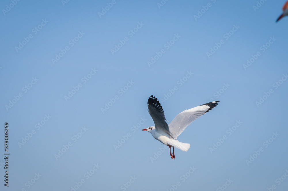 Seagull flying in the sky. Selective focus Seagull flying in the sky. Selective focus
