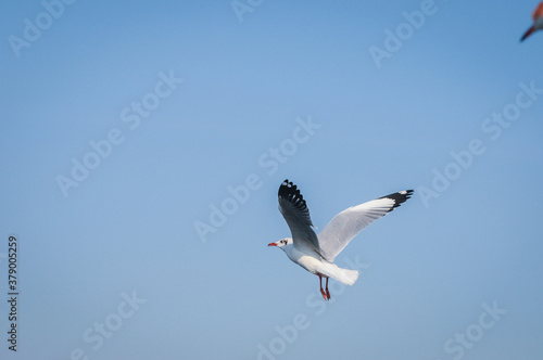 Seagull flying in the sky. Selective focus