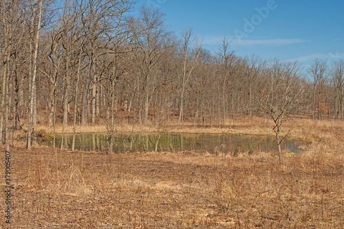 Quiet Pond on the Edge of the Forest