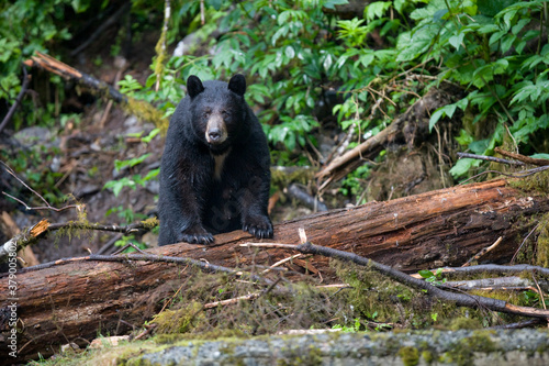 Black Bear in Rainforest  Alaska