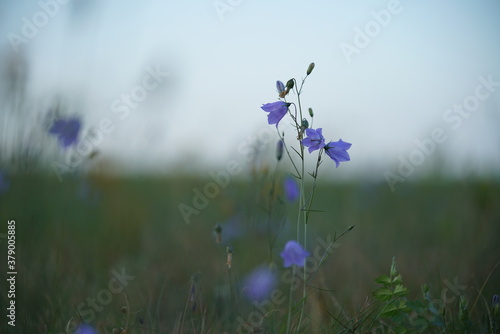 Blaue Rundbl  ttrige Glockenblume  Campanula rotundifolia  in einer Wiese