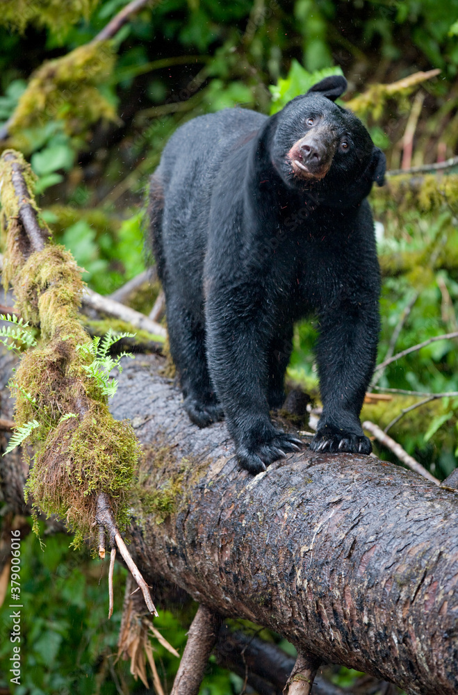 Obraz premium Black Bear on Log, Alaska
