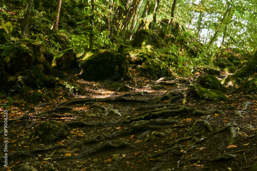 Fototapeta premium tree roots on a trail in a subtropical forest
