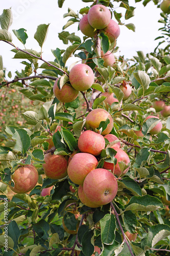 Fresh apples growing on trees at an apple orchard