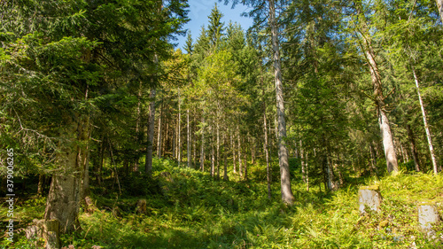Gosau Geo-Rundweg - Wald (2020-09)